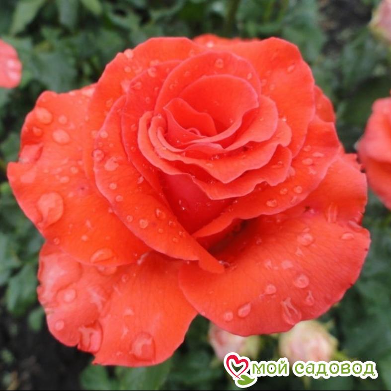 Роза Анжелика