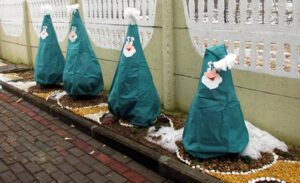 посадка туи