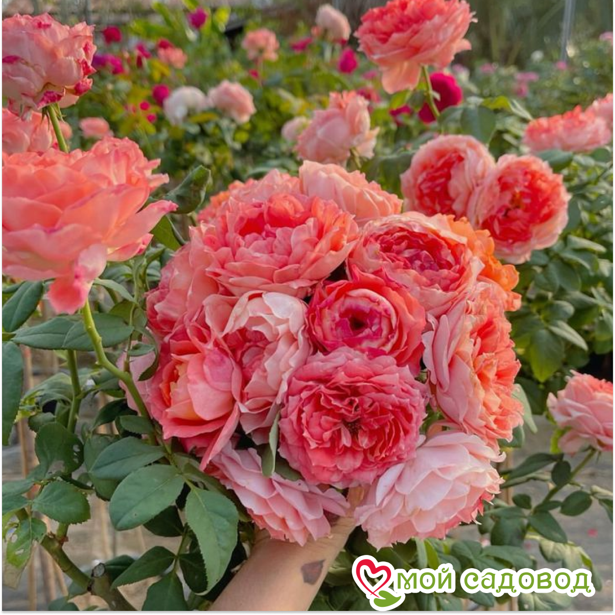 Роза чайно-гибридная Принцесса Сакуры