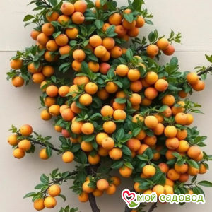 Абрикос Звездный