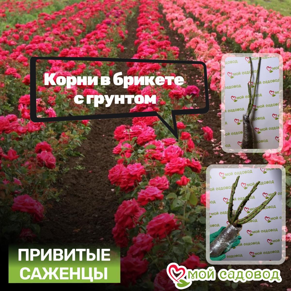 Роза Штамбовая Солнечный Каприз